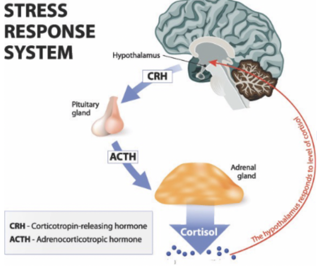 One of the important stress responses our bodies experience 

(tells your body when to go into fight or flight mode basically)