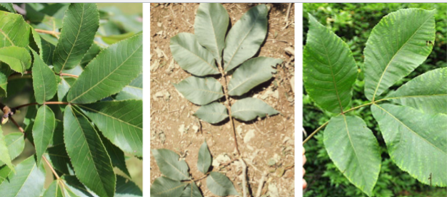 <p>Alternate, pinnately compound leaf, with 5-7 serrate/ciliate lanceolate leaflets.</p>
