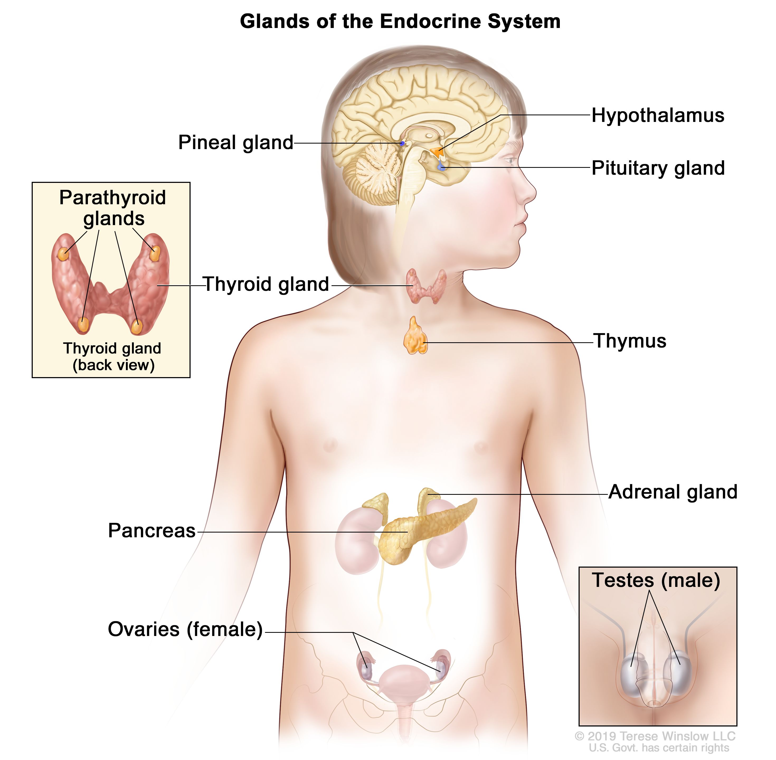 <p>network of <strong>glands </strong></p>