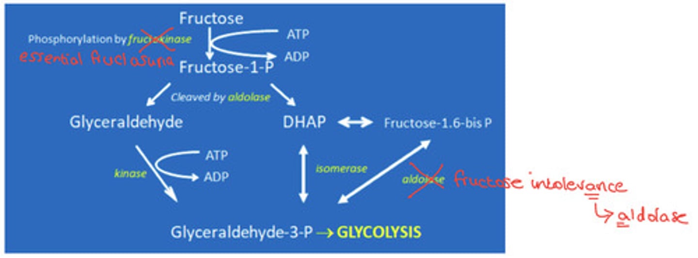 <p>Fructose is phosphorylated to fructose-1-P by fructokinase enzyme.</p><p>Fructose-1-P is cleaved by aldolase enzyme into 2 constituents...</p><p>1) Glyceraldehyde = this is converted to glyceraldehyde-3-phosphate </p><p>2) DHAP = this is converted to glyceraldehyde-3-phosphate </p><p>Glyceraldehyde-3-phosphate then enters glycolysis</p>