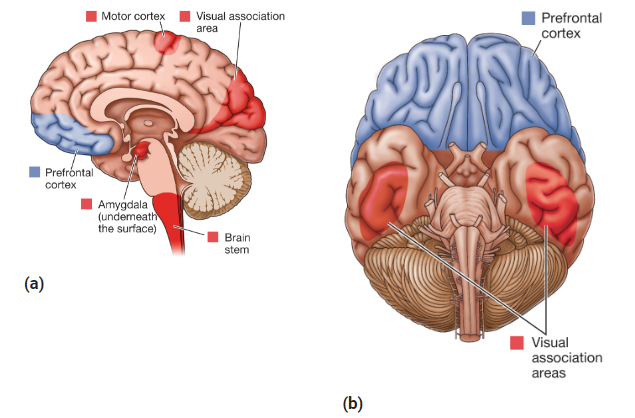 <p>Brain Regions and REM Dreams</p>