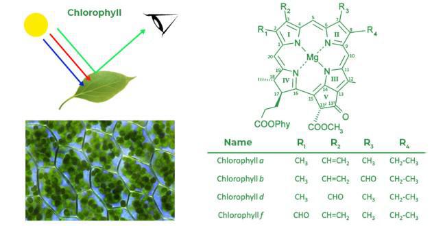 <p>chlorophyll</p>