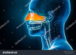 <p><strong><mark data-color="red" style="background-color: red; color: inherit"><u>Located within and posterior to the nose</u></mark></strong>; it is part of the passages of the respiratory system. </p>