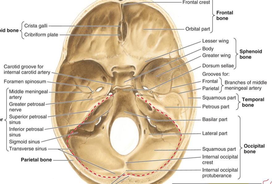<p>Occipital sinus</p>