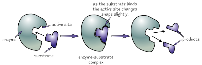 <p>Substrate doesn’t only have to be right shape to fit active site, also has to make active site <strong>change shape</strong> in the right way</p>