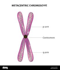 <p>centromere near the middle</p>