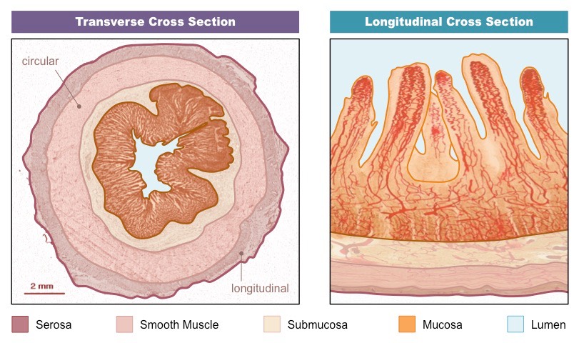 <ul><li><p>Serosa: Protective outer covering composed of cells reinforced by fibrous connective tissue.</p></li><li><p>Muscle layer: Outer layer of longitudinal muscle (peristalsis) and inner layer of circular muscle (segmentation)</p></li><li><p>Submucosa: Composed of connective tissue separating the muscle layer from the innermost mucosa.</p></li><li><p>Mucosa: Highly folded inner layer which absorbs materials through its surface epithelium from intestinal lumen.</p></li></ul>