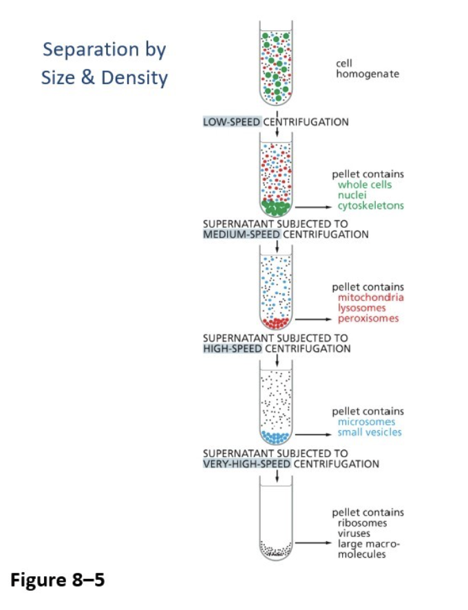 <ul><li><p>Done on cell extract (rather than cell as a whole) to iolate organelles and protein complexes </p><ul><li><p>Ultracentrifugation (differential centrifugation)</p><ul><li><p>Separates cell components by size and density based on the spin speed </p></li><li><p>Pellet is created at the bottom, and then you centrifuge the supernatant again (liquid above pellet) </p></li></ul></li><li><p>Velocity centrifugation (sedimentation)</p><ul><li><p>Provides a finer degree of separation (e.g., protein complexes), separating further by size and shape </p></li><li><p>Utilizes a solution that contains a gradient of sucrose or salt (for example, the top may be 5% while the bottom is 25%)</p><ul><li><p>The larger and rounder components go to the bottom (no pellet)</p></li><li><p>Poke a hole at the bottom and let it drip through </p></li></ul></li></ul></li><li><p>Equilibrium sedimentation</p><ul><li><p>Provides the most fine degree of separation, separating by DENSITY rather than size and shape, can separate the same protein complexes</p></li><li><p>Also uses a sucrose or salt gradient, but is much higher (but more like 25% at top and 75% at bottom)</p></li><li><p>The denser ones move to the bottom</p></li></ul></li></ul></li></ul><p></p>