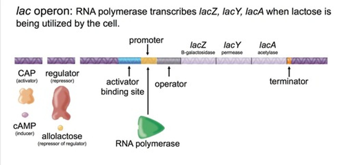 <p>RNA polymerase transcribes lacZ, lacY, and lacA when lactose is being used by the cell.</p>