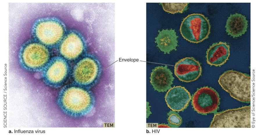 <ul><li><p>If a plasma membrane surrounds the <strong><em>nucleocapsid</em></strong>, the virus is <strong><em>“enveloped.”</em></strong></p><ul><li><p>Influenza, HIV</p></li></ul></li><li><p>If there is no plasma membrane, the virus is “<strong><em>naked.” (non-enveloped</em></strong>)</p></li></ul><p></p>