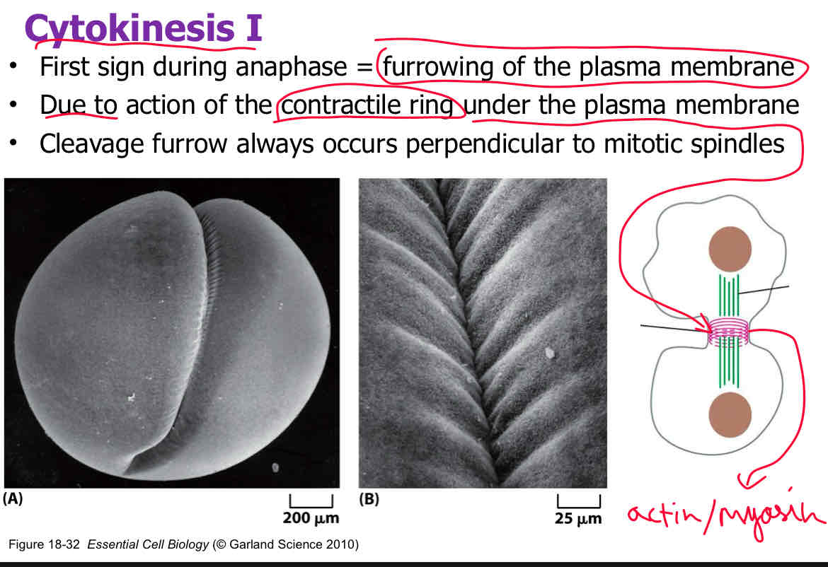 <p>Furrowing </p><p>attach slide 23</p>