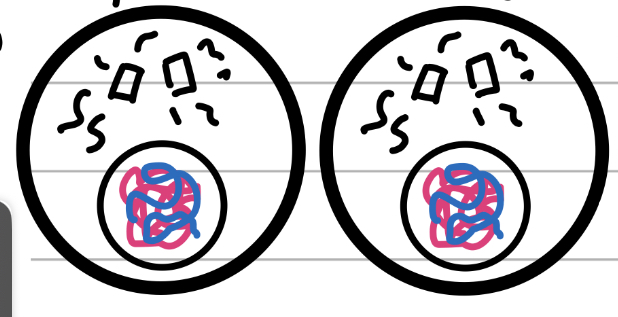 <p>Cut</p><ul><li><p>Not really a step, more the final split of the two cells that begins in anaphase</p></li><li><p>Chromatid becomes chromatin again</p></li><li><p>Nuclear membrane has reformed</p></li></ul>
