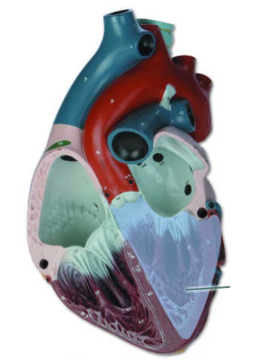 <p>left ventricle</p>