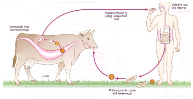 <p>Life cycle of? what is the infective stage called?</p>