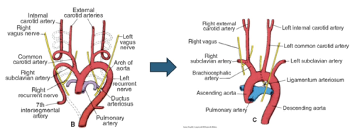<p>Around the aortic arch</p>