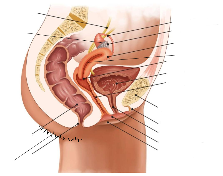 <p>Label the female reproductive system. Include each structure’s functions.</p>