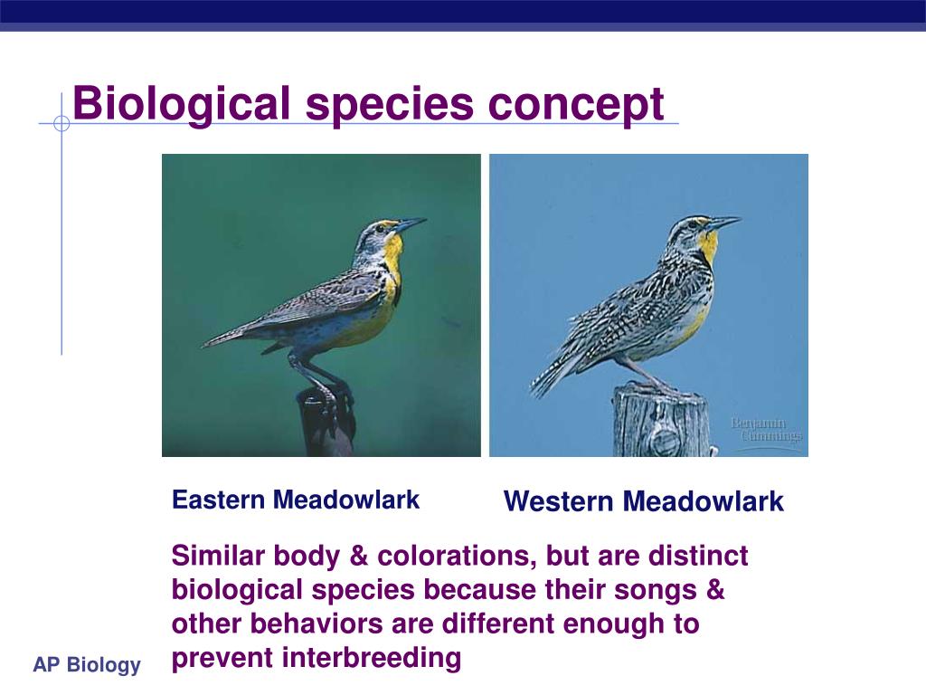 <p>biological = species cannot breed with each other due to varying genes; reproductive isolation</p><p></p><p>ecological = species that live in the same geographic region, but have distinct niches; can still breed but offspring becomes infertile</p>