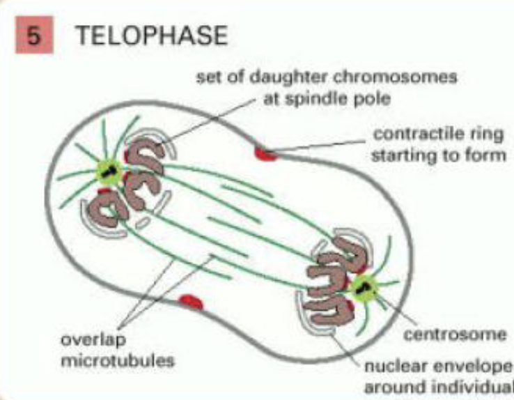 <p>telophase </p>