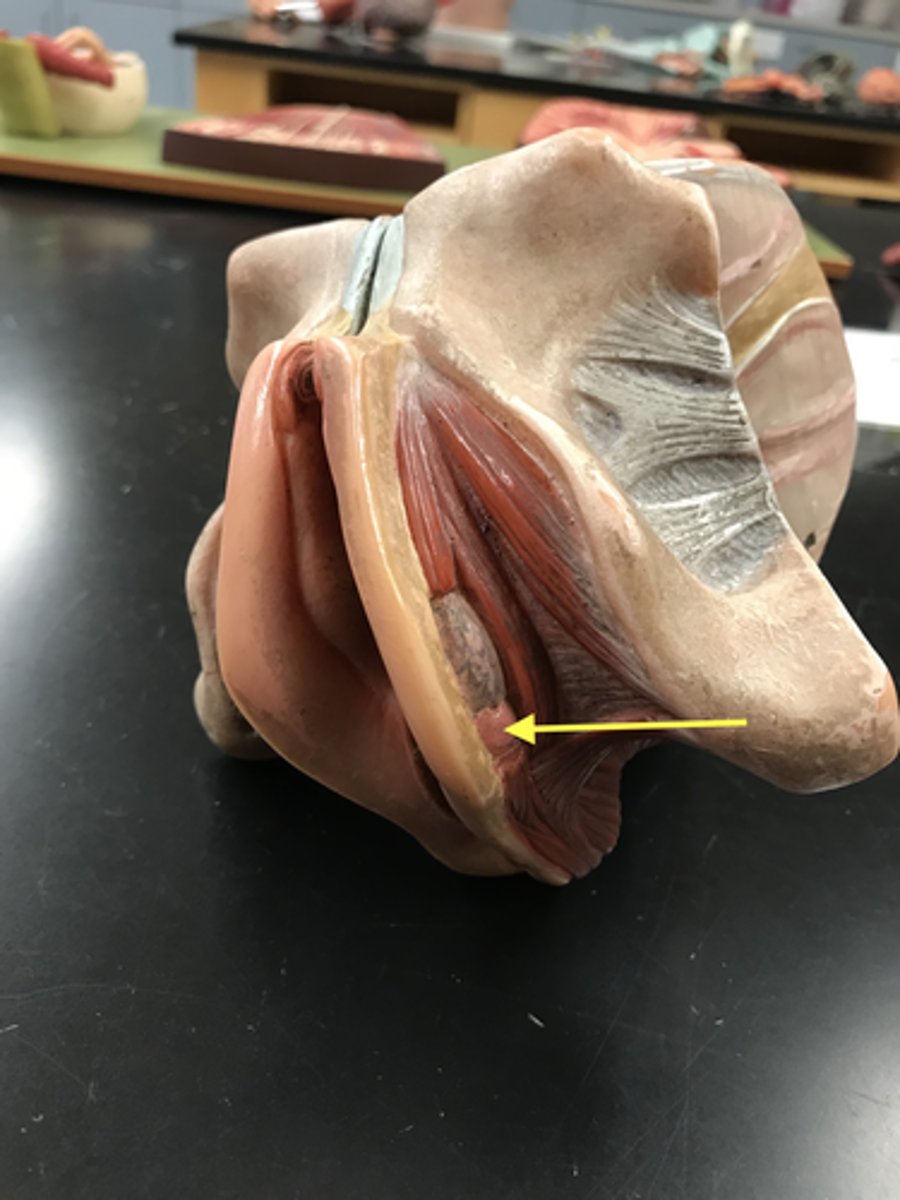 <p>Gland near the opening of the vagina</p>