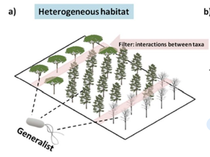 <p><strong>Organisms that can thrive in a wide variety of environmental conditions and habitats </strong><span style="color: green;"><strong>e.g. <em>Bacillus </em>species</strong></span></p><ul><li><p>Possess a broad range of resources they can utilise, <strong>allowing them to be flexible in their survival and reproduction.</strong></p></li><li><p><strong>Evolution of these species is influenced <u>based on interaction b/w various taxa</u></strong></p></li></ul><p></p>