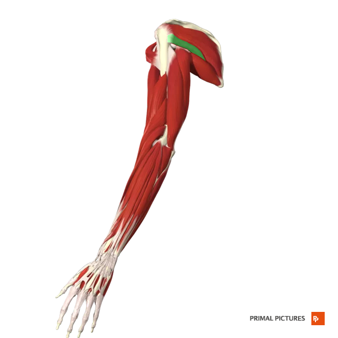 <p>Laterally rotates and extends arm at shoulder joint</p><p>Origin: Inferior lateral border of scapula</p><p>Insertion:greater tubercle (humerus)</p>