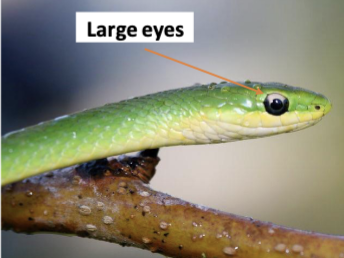 <p>CO species (1): O. vernalis</p><ul><li><p>large head plate scales, angular head, distinct supraocular scales</p></li><li><p>slender body, large eyes, smooth scales, divided anal scale</p></li></ul>