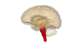 <p>Brain stem </p>