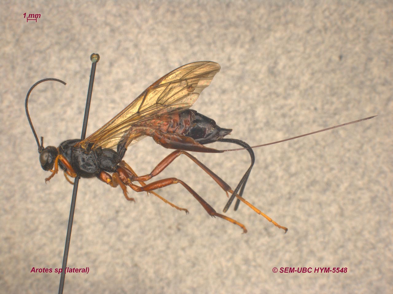 <p>metasomal I spiracle anterior or middle<br>2 tibial spurs<br>1-2 teeth per mandible<br>large hypopygium<br>no dorsal notch on ovipositor</p>