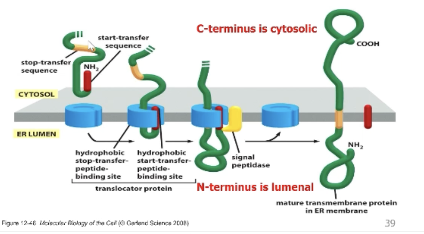 <p>Membrane must be stuck in membrane via two hydrophobic regions.</p><p>There is a hydrophobic stop transfer sequence that anchors the protein the membrane! Replaces the start transfer sequence. </p>