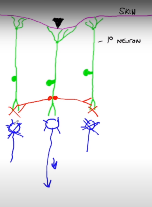 <p>-happens via inhibitory neurons → blocks out stimuli around the main receptor, so only signal from the main receptor goes thru</p><p>-allows for better identification of where the stimulus comes from</p>