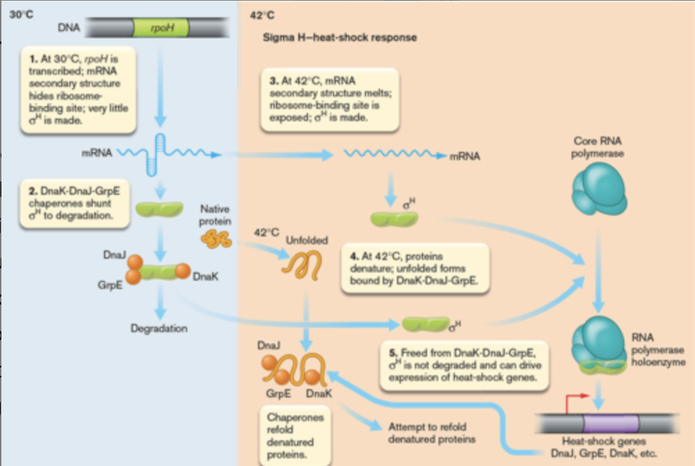 Coordinated response of cells- changes in the membrane and expression of heat-shock genes- to higher than-normal temperatures
- At 30ºC, secondary structures at the 5 ́-end of rpoH mRNA obscure access to ribosome-binding sites resulting in little RpoH being produced; small amount of RpoH produced is bound by chaperones and degraded
- At 42ºC, heat melts the secondary structure allowing access of the ribosome and translation of the of more rpoH mRNA; heat draws chaperones away from the protein RpoH, allowing them to accumulate and bind RNA polymerase
