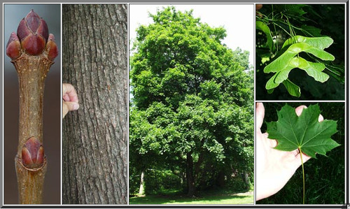 <p>Milky sap when leaves broken, football-shaped fat buds</p>