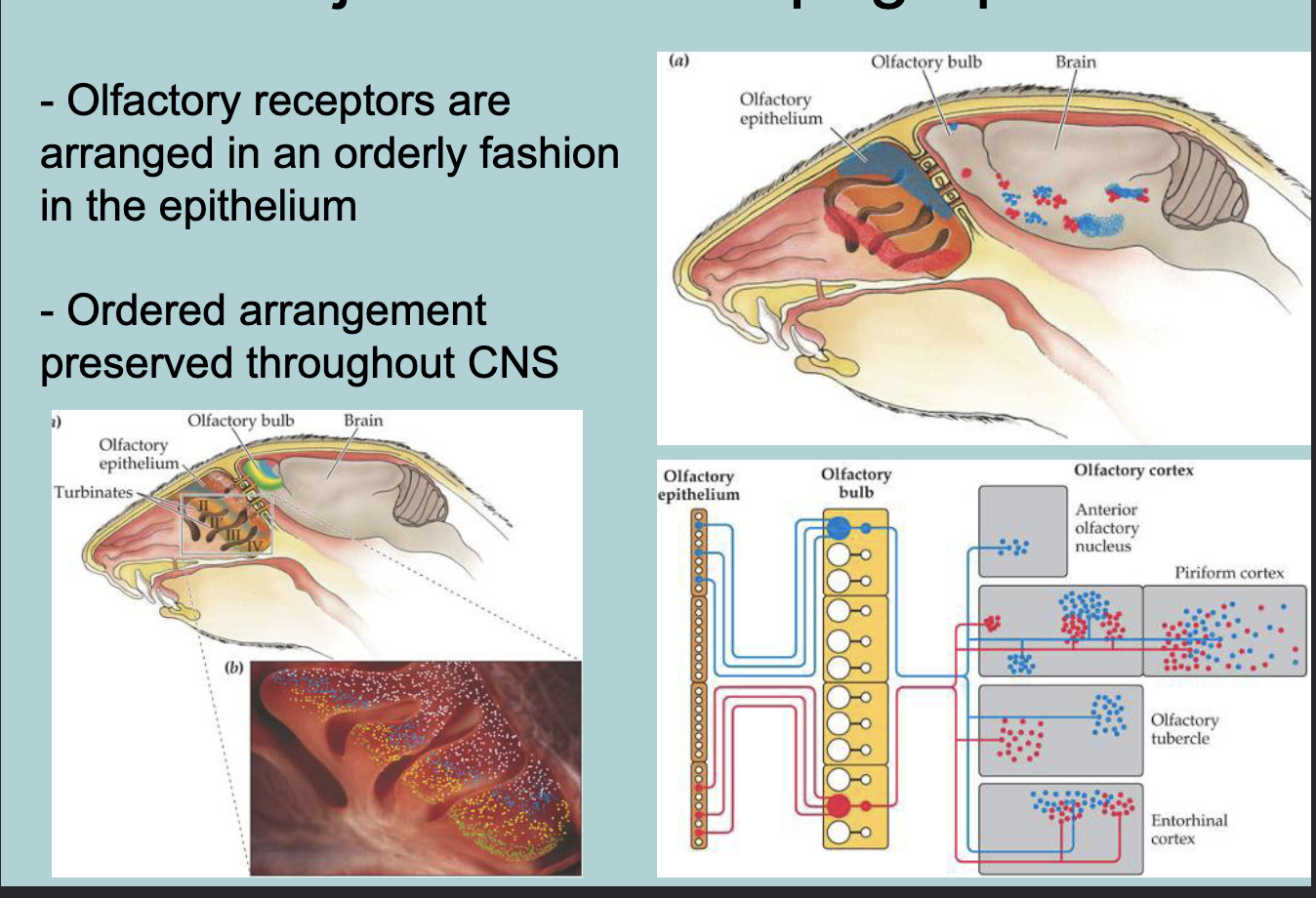 <p>Projections in the nose are TOPOGRAPHICAL  </p>