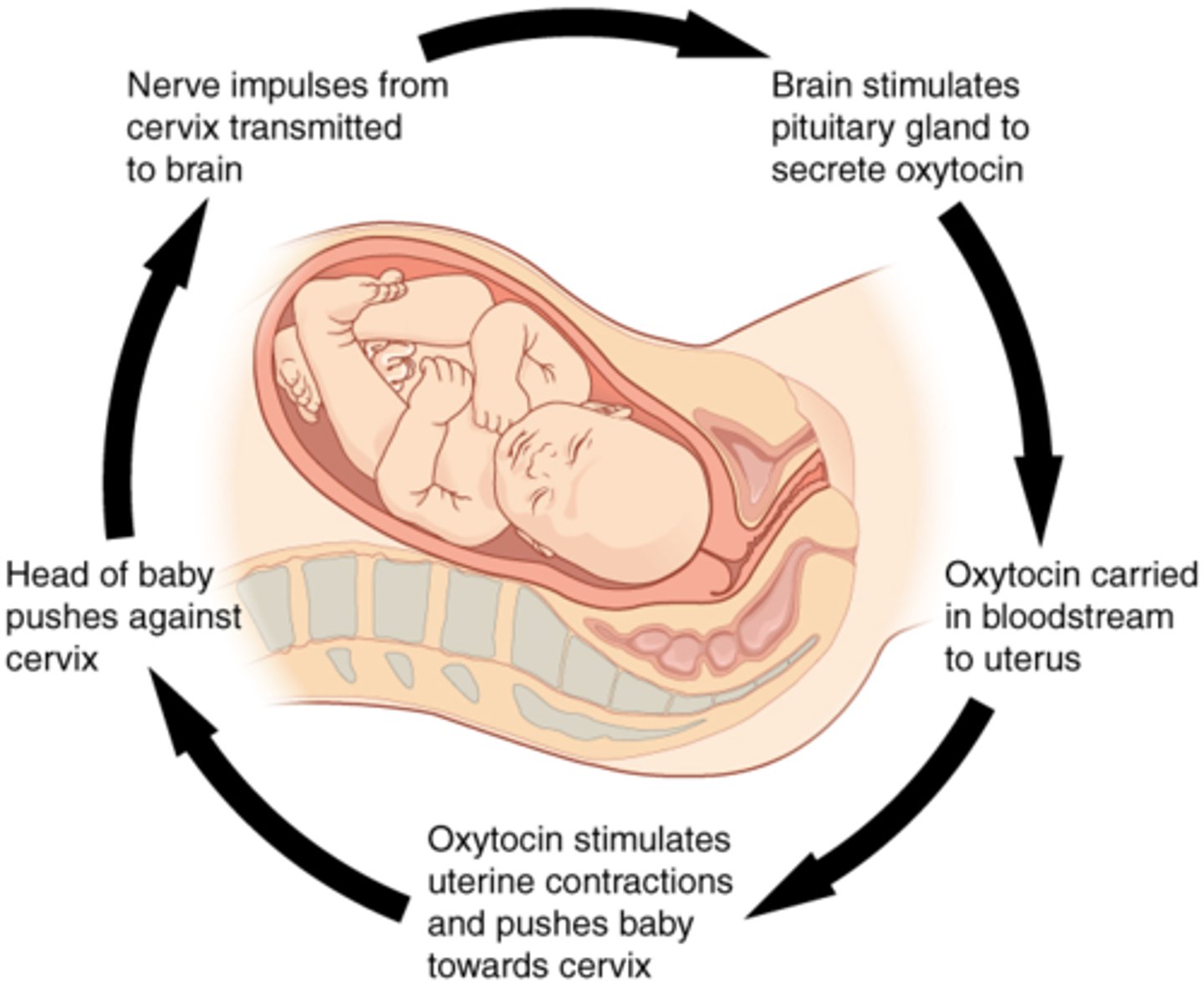 <p>1. Fetus pushes into cervix stimulate oxytocin<br>secretion<br>2. Oxytocin stimulates more smooth muscle<br>contraction<br>3. Fetus pushes harder into cervix</p>