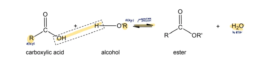 <p>condensation reaction with alcohols </p><ul><li><p>carboxylic acids react with alcohols to form sweet-smelling liquids, esters, RCOOR </p></li><li><p>reagents and conditions: concentrated H<sub>2</sub>SO<sub>4</sub> catalyst, heat</p></li></ul><p></p>