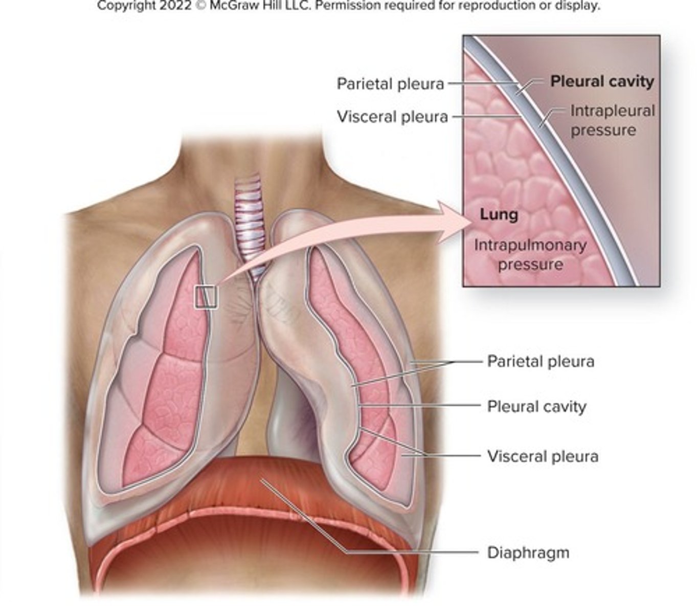 <p>A thin, double-layered serosa that divides the thoracic cavity into pleural compartments.</p>