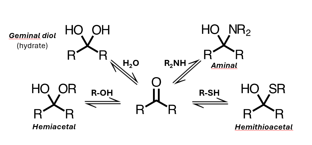 <ul><li><p>You can get addition of water, to form a geminal diol, or you can get addition of an alcohol to give a hemiacetal, where you have an alkoxy group instead of this hydroxyl</p></li><li><p>A hemiacetal is not just an alcohol plus an ether – its reactivity is different to either of those species</p></li><li><p>Addition of a thiol gives the analogous hemithioacetal, and addition of an amine gives an aminal</p></li><li><p>Added the nucleophilic atom to the carbon, and added a proton to the oxygen.</p></li></ul><p></p>