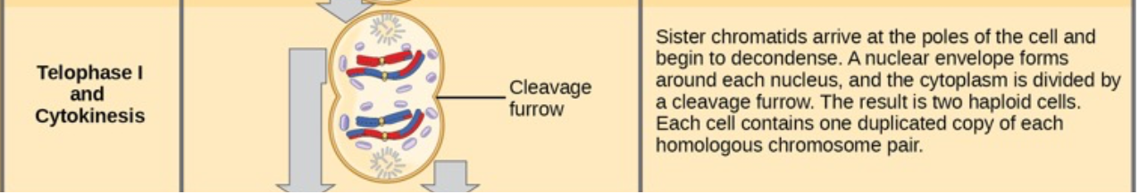 <p>• Separated chromosomes arrive at opposite poles</p><p class="p1">• If cytokinesis (separation of cytoplasmic contents into daughter cells) does occur, nuclei do not reform</p><p class="p1">-Two haploid cells with one of each homologous chromosome.</p>