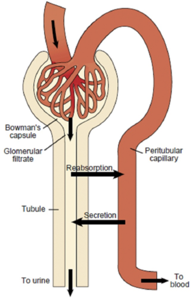 <p><span>Both a <strong><u>passive or active process</u></strong> in which substances in the filtrate are moved into the blood. <strong><u>Depends on the concentration gradient.</u></strong> Between the renal tubule and peritubular capillaries.</span></p>