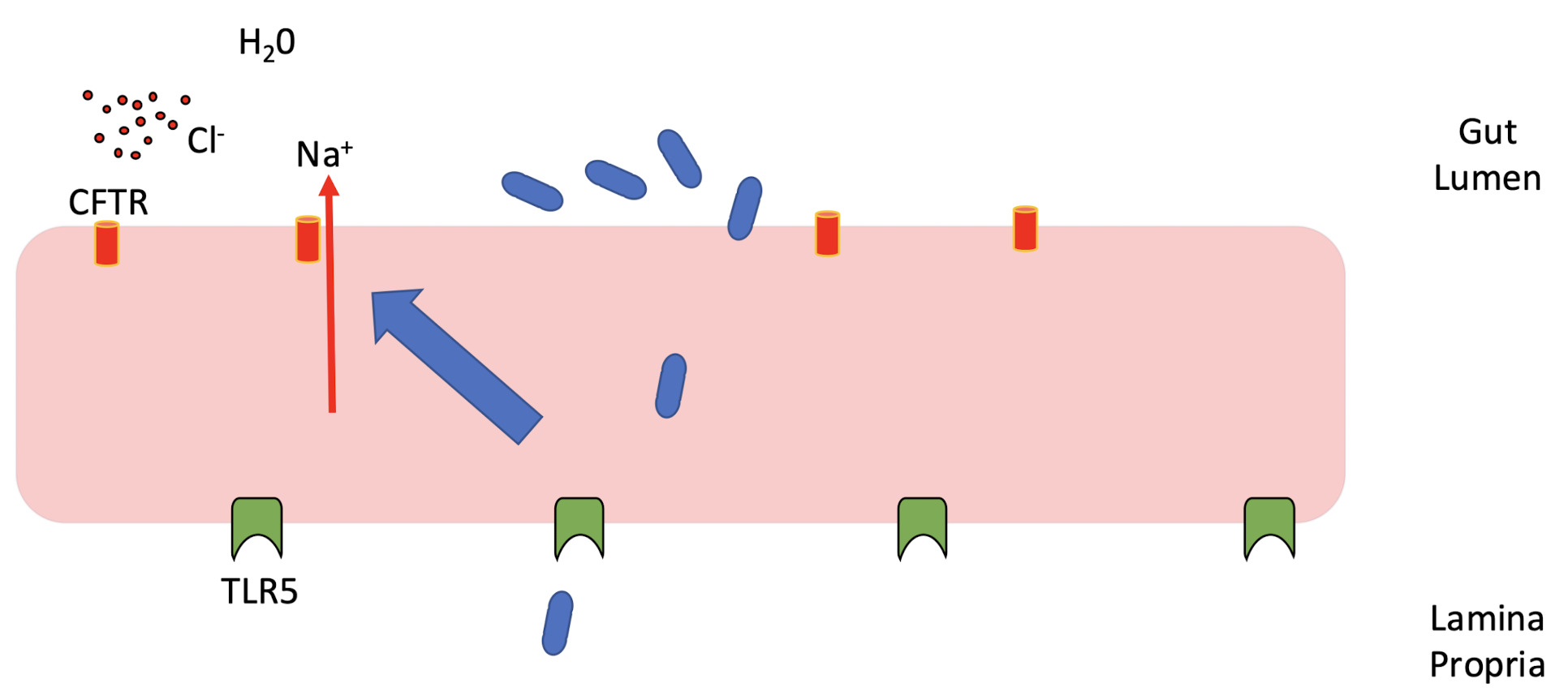 <p><strong>Enterocytes secrete water via CFTR- mediated chloride efflux;</strong> this “tear” flushes microbes away.<br><strong><mark data-color="yellow" style="background-color: yellow; color: inherit;">Loss of this mechanism predisposes to disease.</mark></strong></p><p>CFTR - Cystic fibrosis transmembrane conductance regulator</p>
