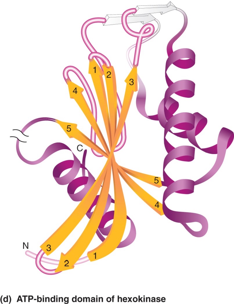 <p>Domain gives the protein</p>