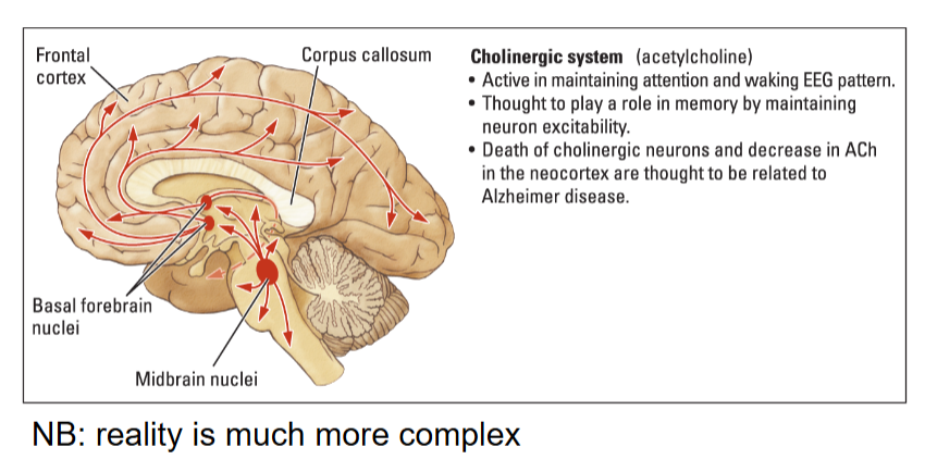 <p>Alzheimer. </p>