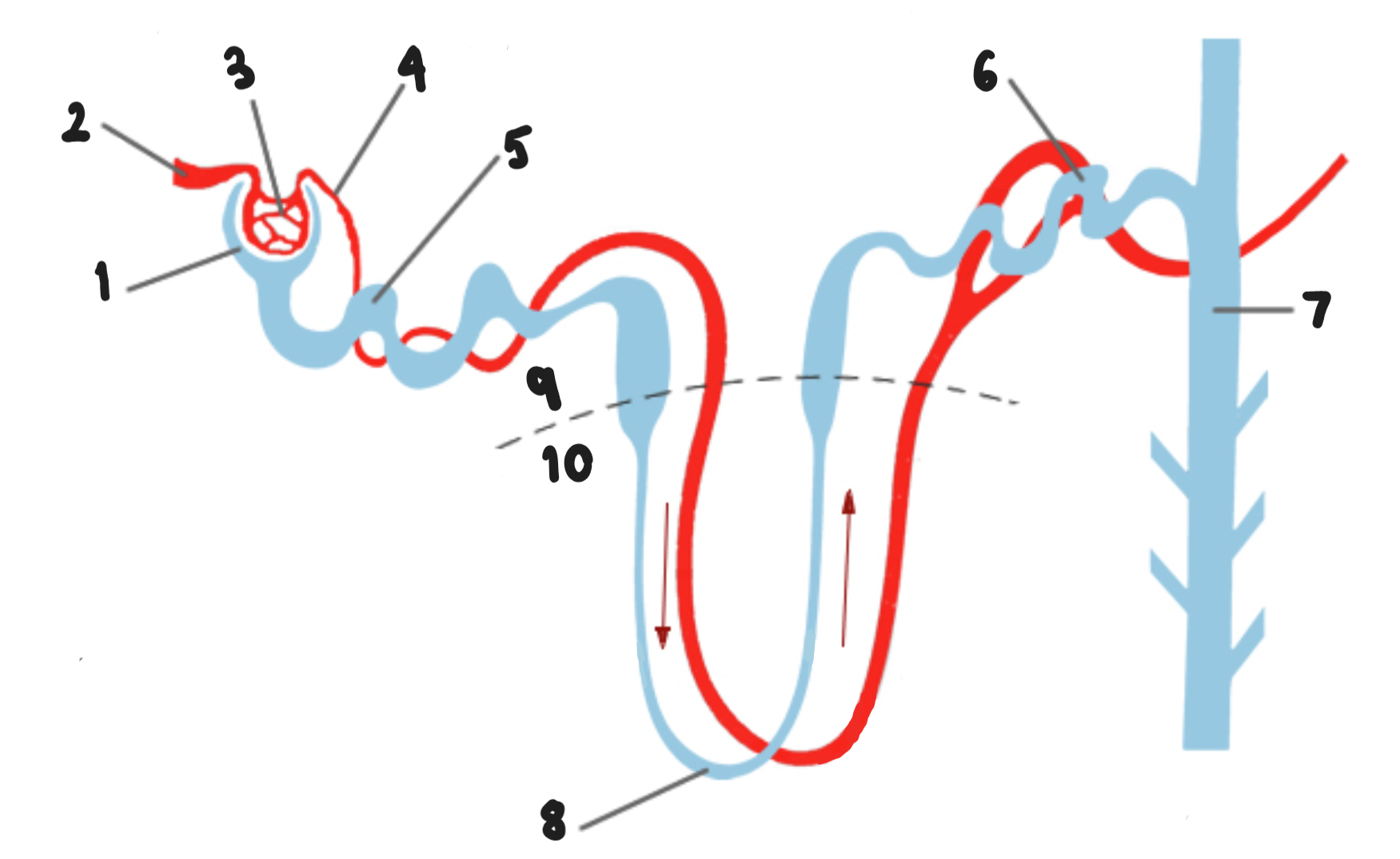 <p><strong>Label this diagram of a nephron</strong></p>