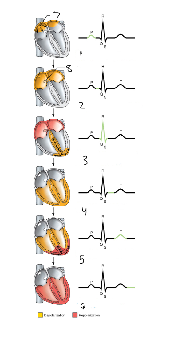 <p>6</p>