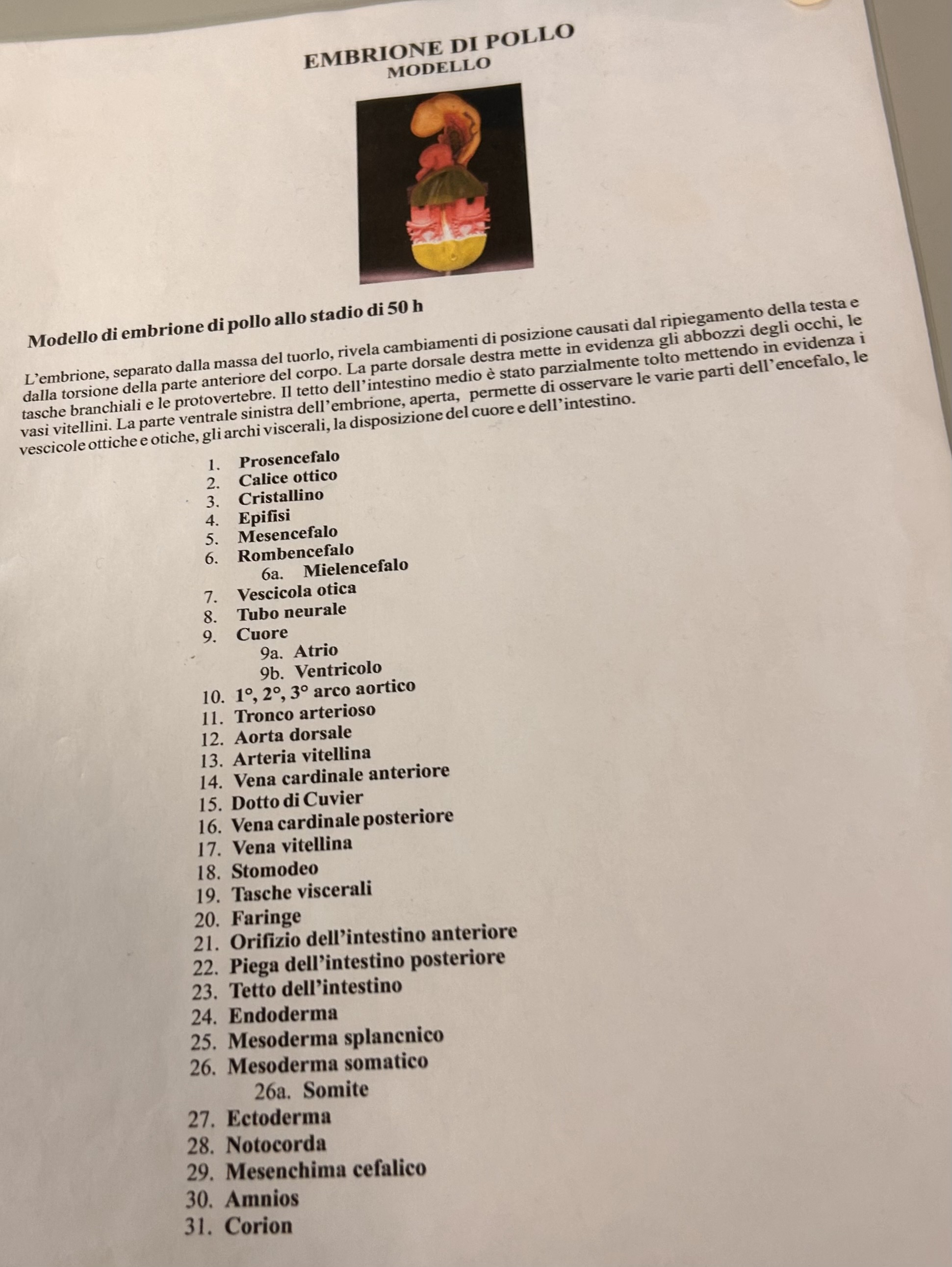 <p>Modello embrione di pollo a 50h</p>