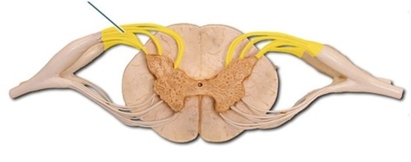 <p>contains sensory fibers</p>