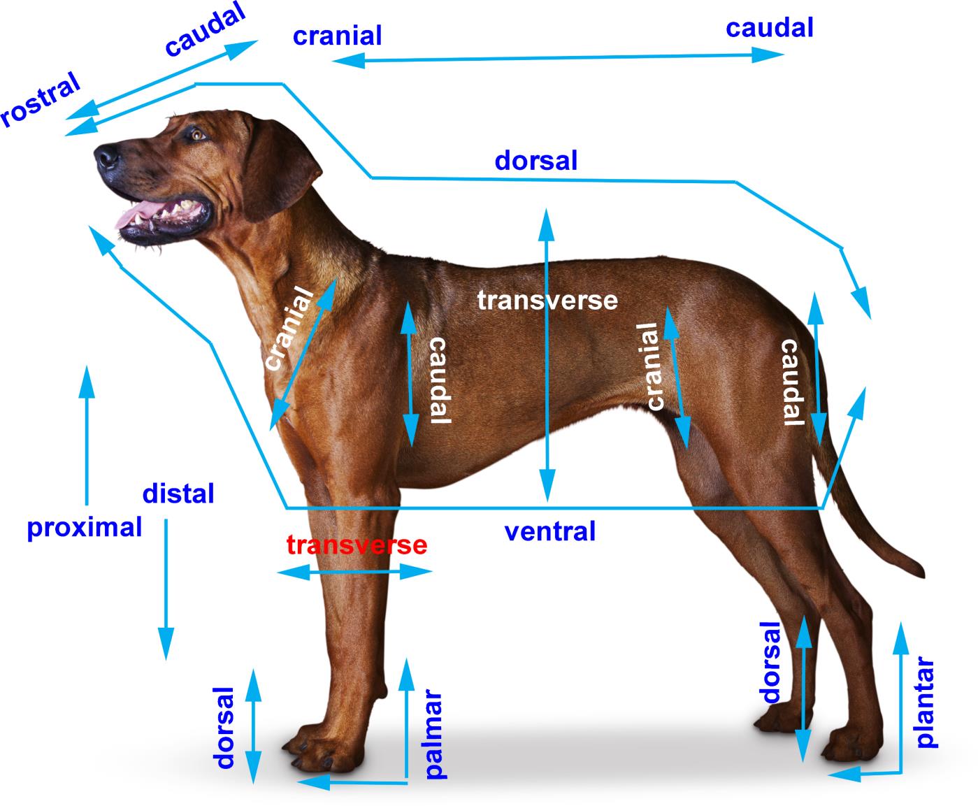 <p>closer to the body</p>
