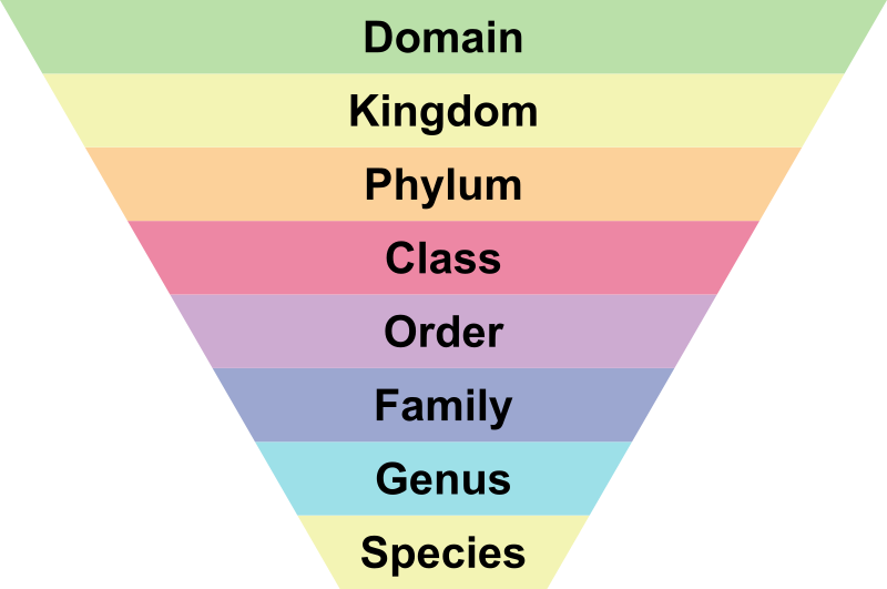 <p>Science of classifying living things into groups based on their similarities; based on an idea that all living things share a common ancestor and evolved from that ancestor</p>