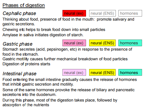 <p><strong><u>1) </u><mark data-color="purple" style="background-color: purple; color: inherit"><u>Cephalic Phase</u></mark><u> (All Neural Control):</u></strong></p><p>Triggers: Thinking about food or presence of food in the mouth (e.g., Pavlov’s dogs experiment).</p><p><strong>Mechanisms:</strong></p><ul><li><p>Promotes <mark data-color="red" style="background-color: red; color: inherit">salivary and gastric secretions via neural (extrinsic) control.</mark></p></li><li><p><mark data-color="red" style="background-color: red; color: inherit">Amylase in saliva initiates starch digestion.</mark></p></li><li><p><strong><mark data-color="blue" style="background-color: blue; color: inherit">Chewing breaks food into smaller particles.</mark></strong></p></li></ul><p></p><p><strong><u>2) </u><mark data-color="purple" style="background-color: purple; color: inherit"><u>Gastric Phase (Neural - Brain, Enteric Nervous System, Hormones)</u></mark><u>:</u></strong></p><p>Triggers: Presence of food in the stomach.</p><p><strong>Mechanisms:</strong></p><ul><li><p>Stomach secretes<strong><mark data-color="red" style="background-color: red; color: inherit"> hydrochloric acid and pepsinogen</mark></strong> in response to food.</p></li><li><p>Gastric motility and secretions are controlled by the brain, enteric nervous system (ENS), and hormones, facilitating <strong><mark data-color="blue" style="background-color: blue; color: inherit">mechanical breakdown and protein digestion.</mark></strong></p></li></ul><p></p><p><strong><u>3) </u><mark data-color="purple" style="background-color: purple; color: inherit"><u>Intestinal Phase (Neural - Brain, Enteric Nervous System, Hormones)</u></mark><u>:</u></strong></p><p>Triggers: Food entering the small intestine.</p><p><strong>Mechanisms:</strong></p><ul><li><p>Controlled by neural (brain and ENS) and hormonal signals.</p></li><li><p><mark data-color="red" style="background-color: red; color: inherit">Hormones inhibit gastric secretion and motility </mark><strong><mark data-color="red" style="background-color: red; color: inherit">[enterogastrone] </mark></strong><mark data-color="red" style="background-color: red; color: inherit">while promoting biliary and pancreatic secretions into the duodenum </mark><strong><mark data-color="red" style="background-color: red; color: inherit">[CCK / Gastrin]</mark></strong><mark data-color="red" style="background-color: red; color: inherit">.</mark></p></li><li><p><strong><mark data-color="blue" style="background-color: blue; color: inherit">Most digestion and nutrient absorption occur during this phase.</mark></strong></p></li></ul><p></p>