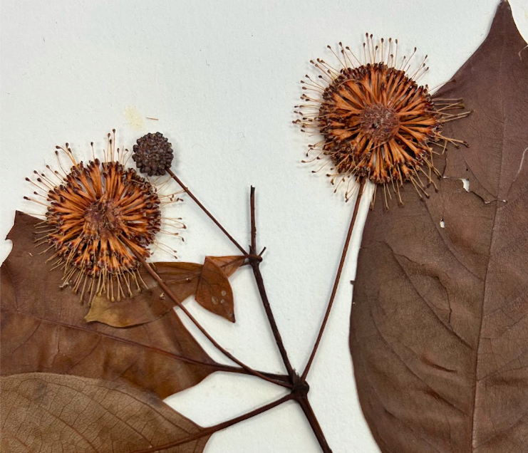 <p>Rubiaceae</p><p><em>Cephalanthus</em></p>